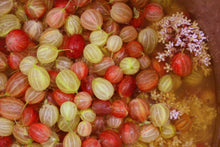 Load image into Gallery viewer, Gooseberry with Elderflower
