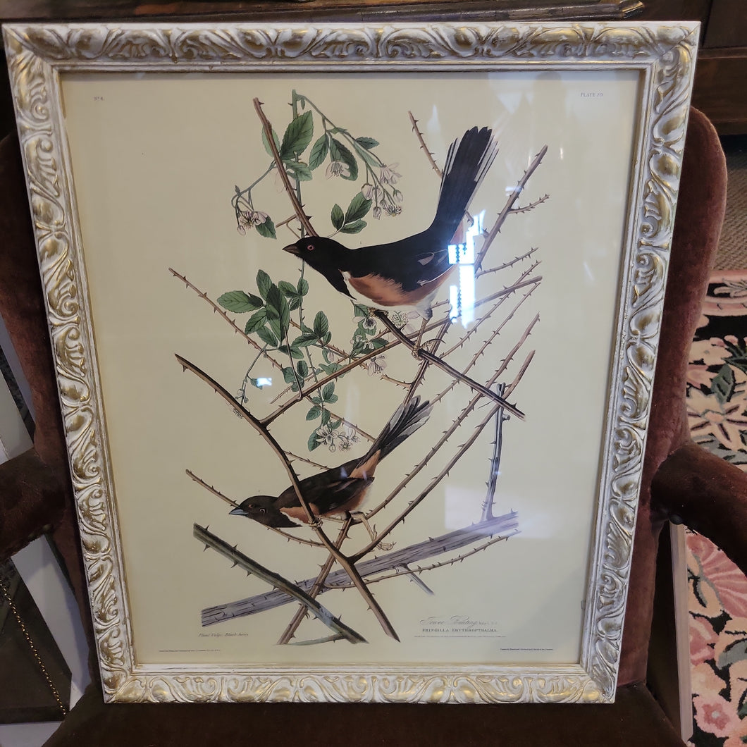 Audubon Bird on Tree Branch Print