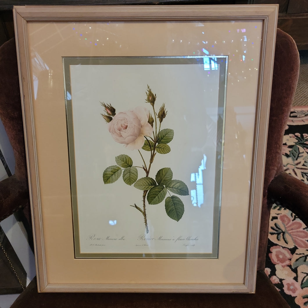Antique Rose Print